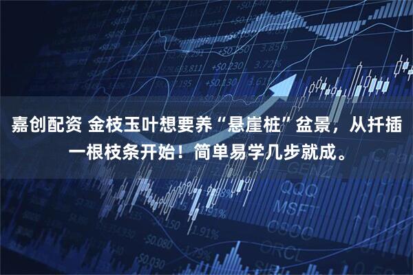 嘉创配资 金枝玉叶想要养“悬崖桩”盆景，从扦插一根枝条开始！简单易学几步就成。